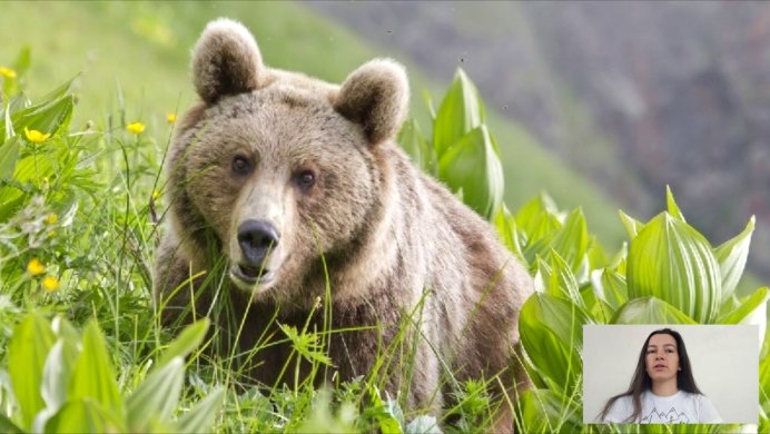 Кавказский бурый медведь