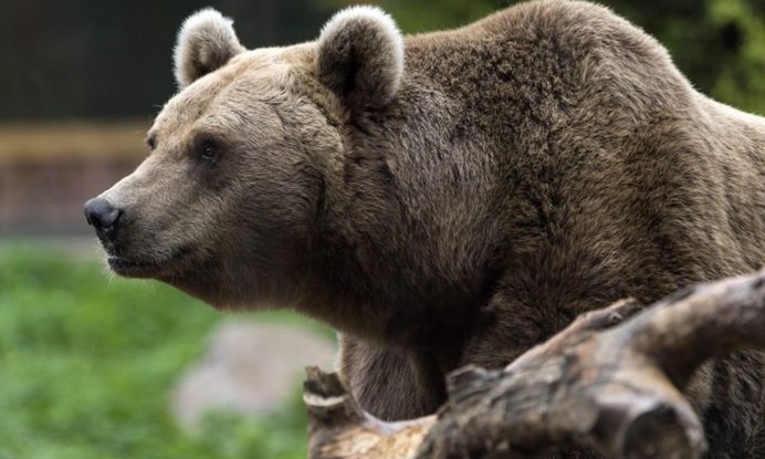 Кавказский заповедник бурый медведь