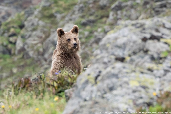 Бурый медведь Урсус Сурский заказник