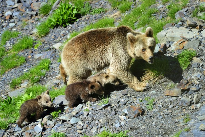 Кавказский заповедник бурый медведь
