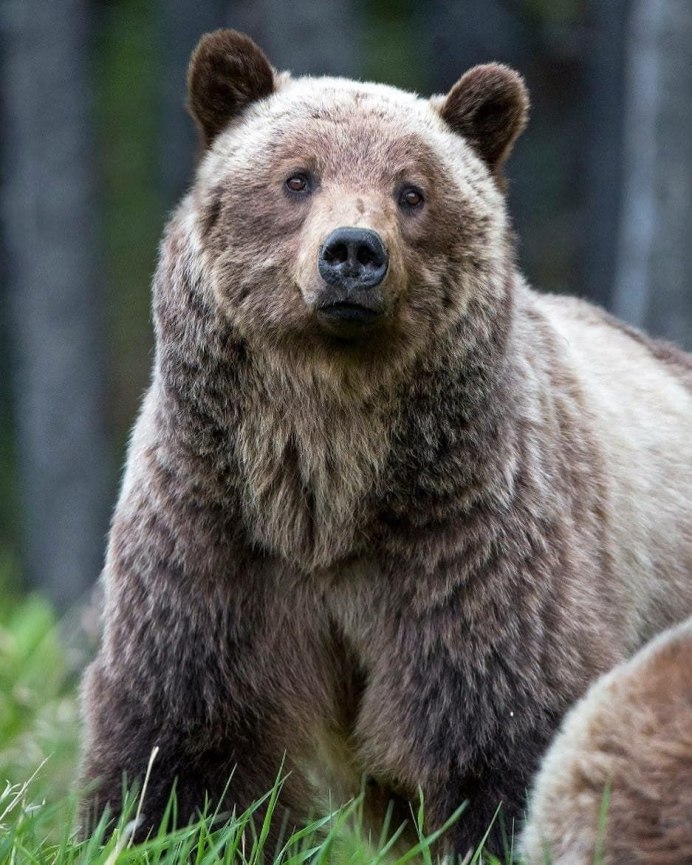 Кавказский заповедник бурый медведь