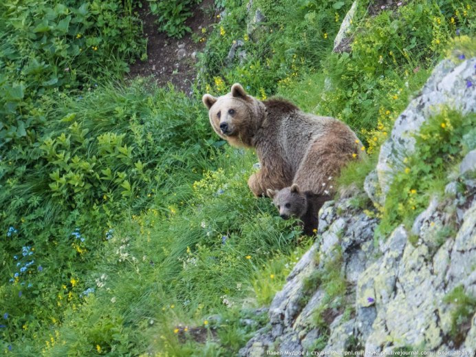 Аляскинский бурый медведь