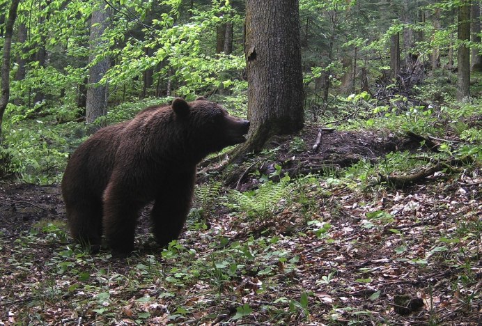 Бурый медведь в горах