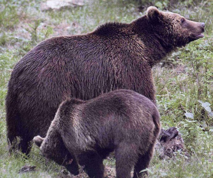 Кавказский заповедник бурый медведь