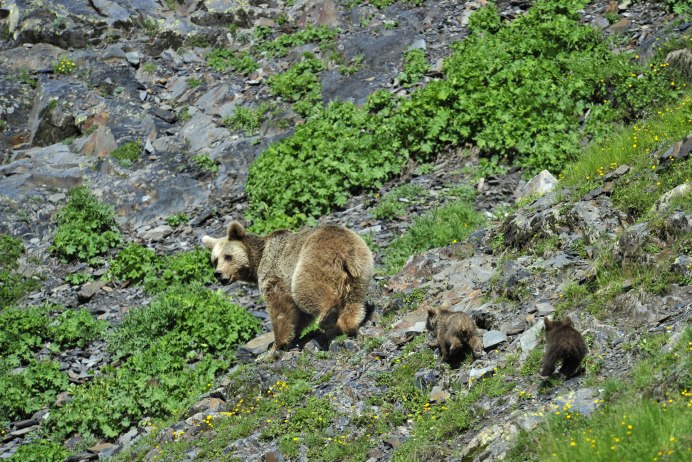 Медведи Лазовский заповедник