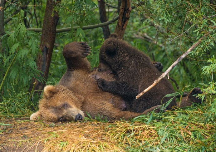 Тебердинский заповедник медведь
