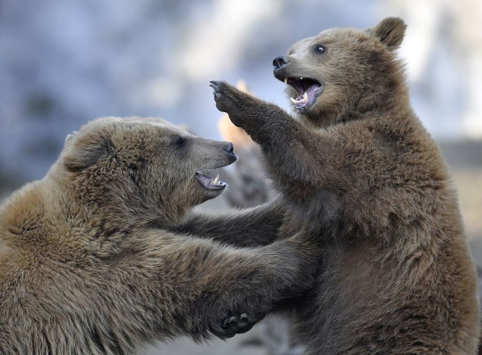 Медвежьи заповедники