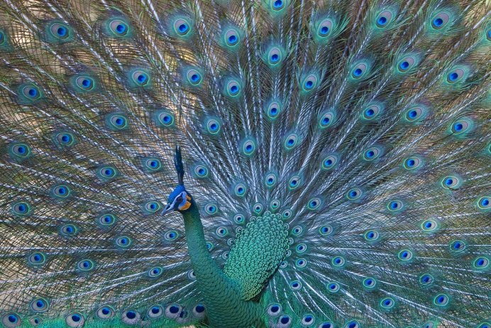 Павлин бронзовый Буфорда