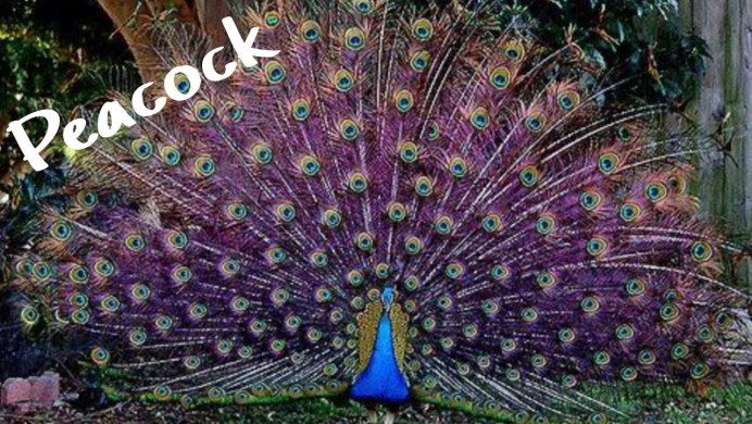 Павлин коричневый