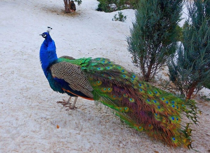 Павлиний фазан (Polyplectron bicalcaratum)