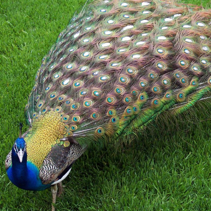 Обыкновенный Павлин Черноплечий