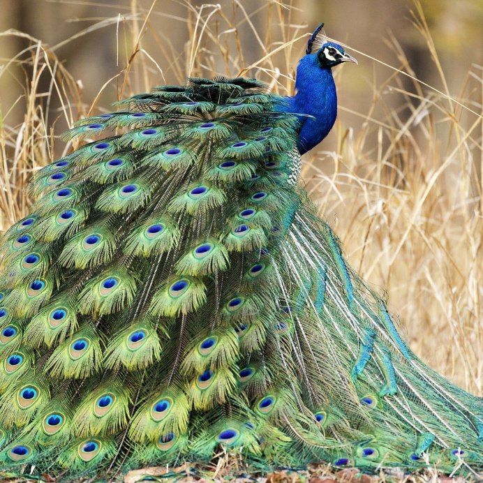 Павлин (Pavo cristatus)
