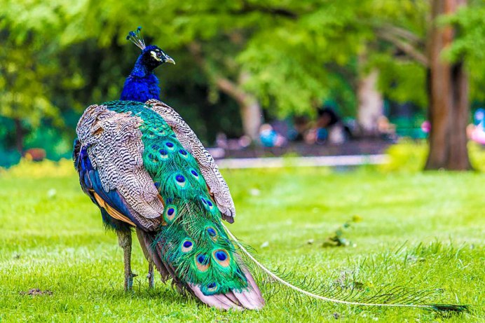 Павлин лейкист