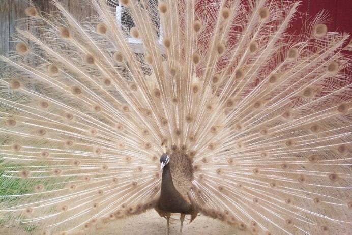 Яванский зеленый Павлин