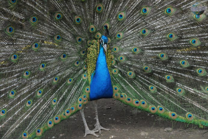 Пикок Павлин