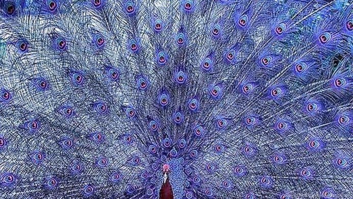 Хвост павлина