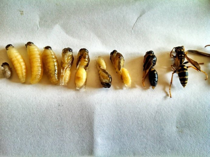 Пчеловидки Eristalis личинка