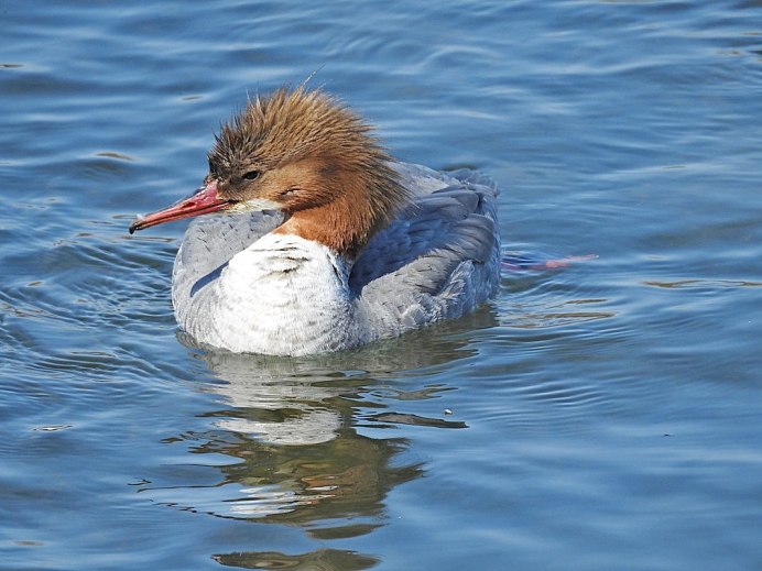Большой крохаль Mergus Merganser