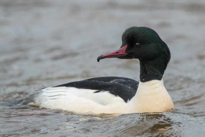 Red-breasted Merganser