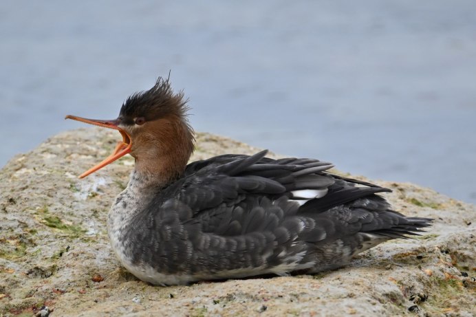 Большой крохаль Mergus Merganser