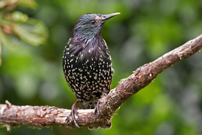 Кедровка дятел