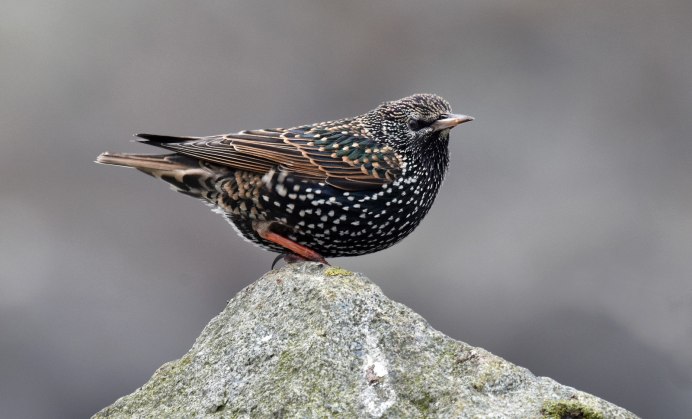 Скворец пятнистый обыкновенный