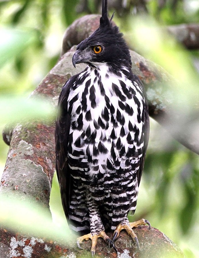 Пестрый Дрозд