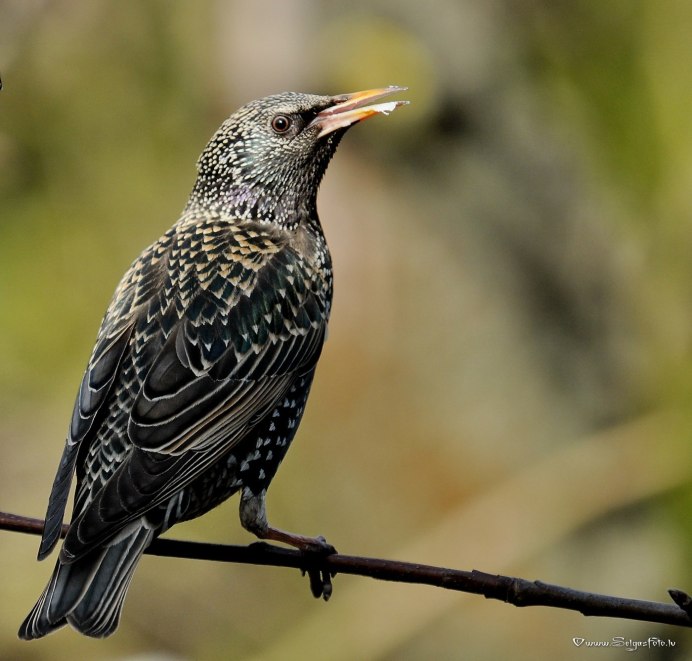 Скворец и Дрозд