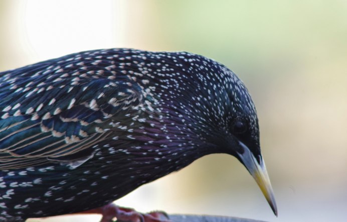 Пятнистая птица