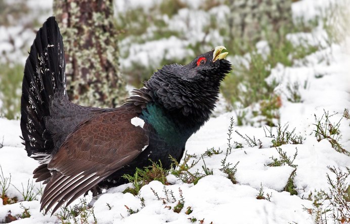 Глухарь - Capercaillie