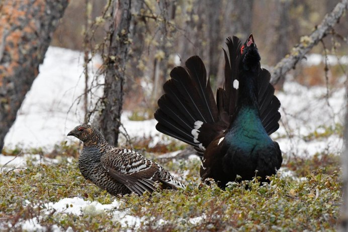 Глухарь - Capercaillie