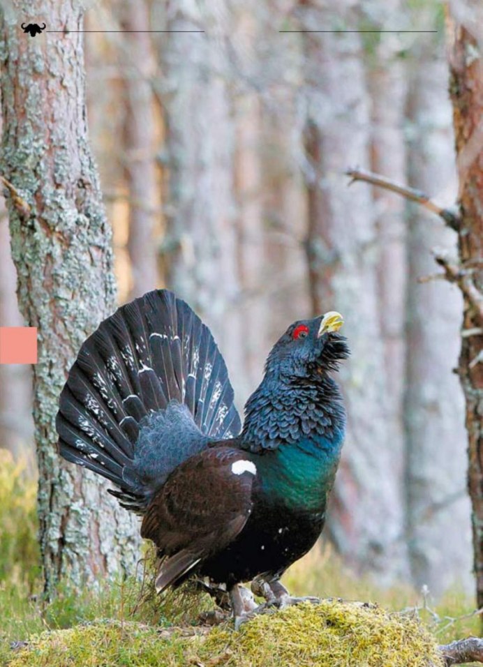 Дальневосточный Глухарь