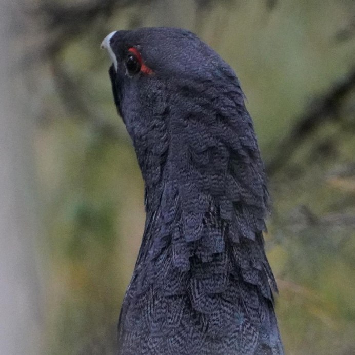 Глухарь (Tetrao urogallus)