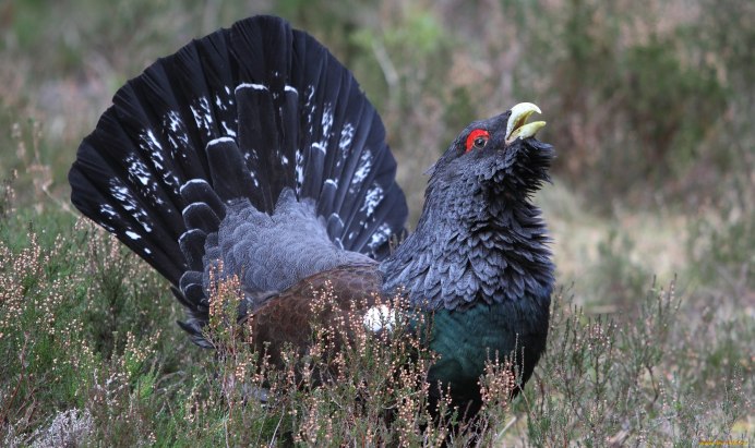 Птица Северный Глухарь