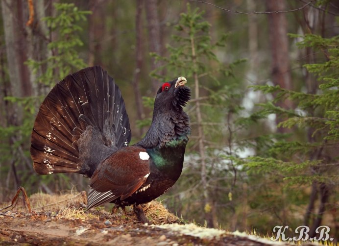 Глухарь (Tetrao urogallus)