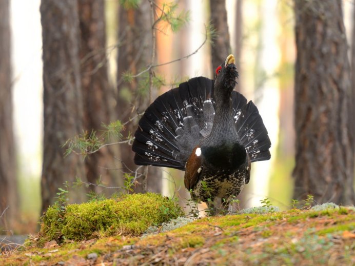 Глухарь (Tetrao urogallus)