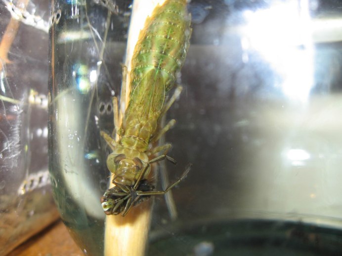 Aeschnidae личинка