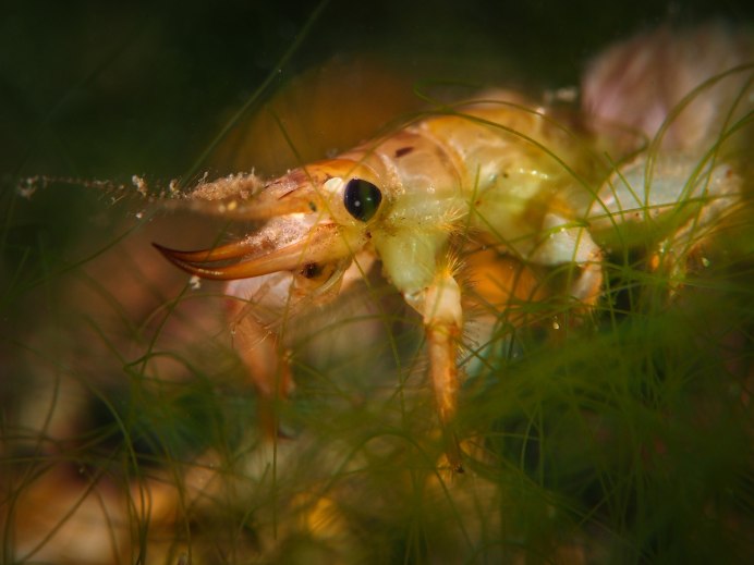 Odonata личинки