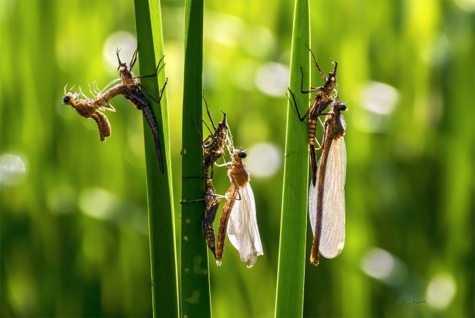 Aeshna juncea личинка