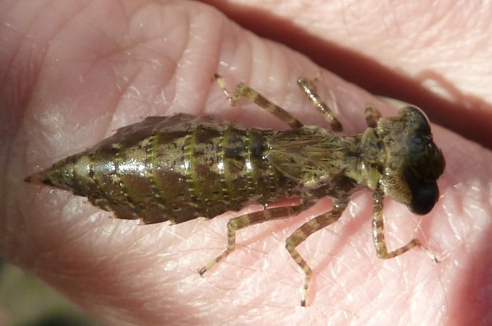 Gomphidae личинки