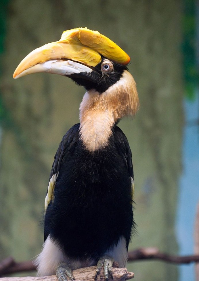 Малайский калао