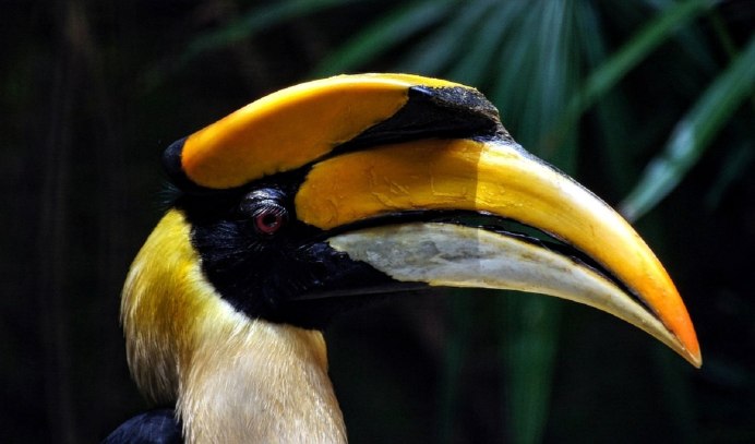 Калау птица