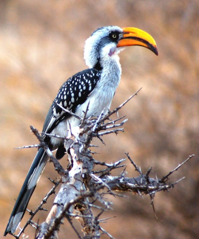 Малайский калао добывает пищу