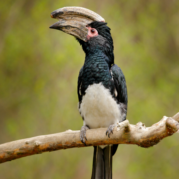 Малайский калао