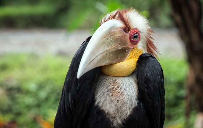 Птица носорог