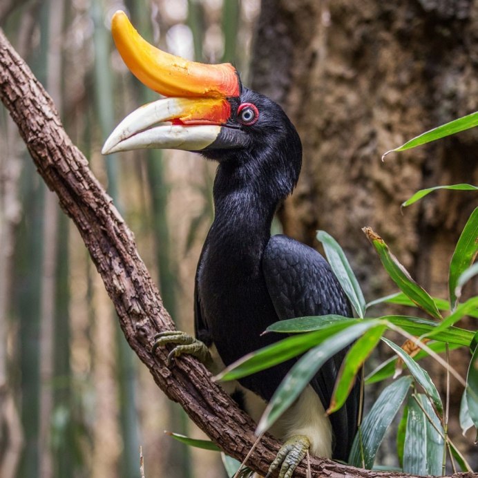 Чибис птица