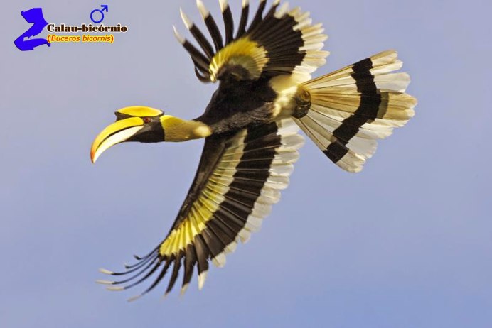 Птица-носорог калао