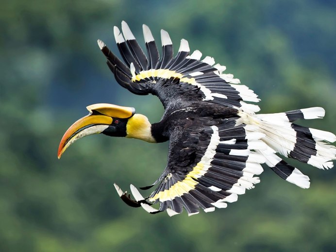 Шлемоклювый калао