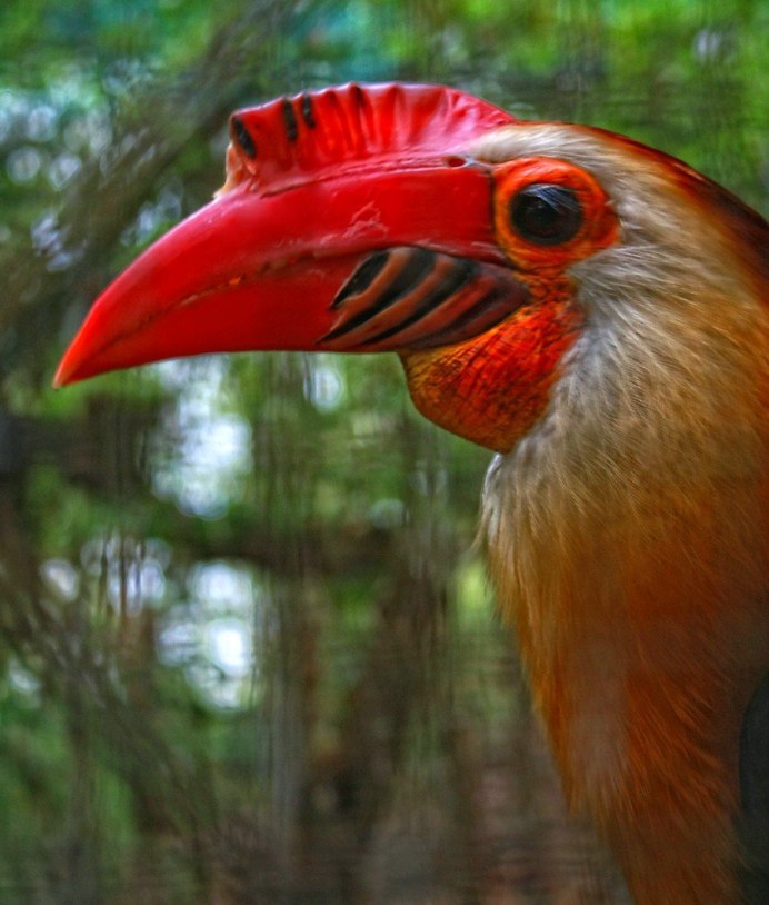 Хорнбилл в Индии