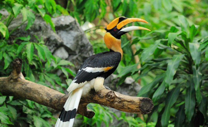 Красивые птицы Азии